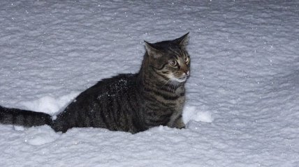 Сложные отношения: котики и снег