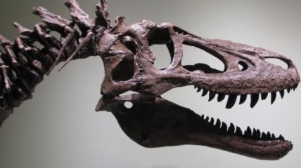 На eBay пытаются продать окаменелость тираннозавра рекса