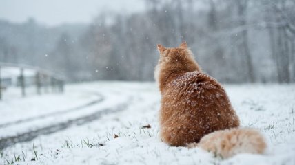 Рудий кіт спостерігає за першим снігом