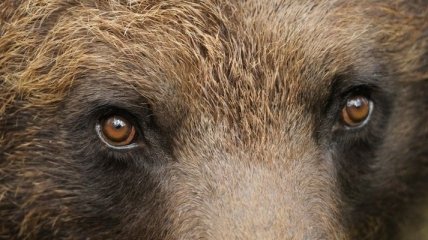 В Румынии медведь напал на людей: трое пострадали