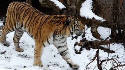 В Китае появятся еще два заповедника для амурских тигров 
