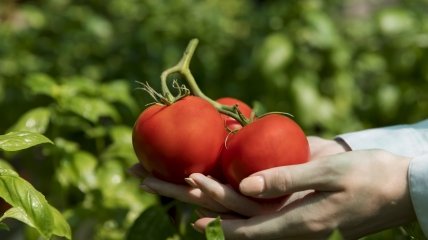 Использование подкормки помогает значительно улучшить качество урожая помидоров