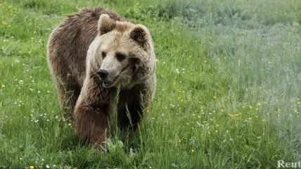В Сербии пастух одолел в схватке медведя
