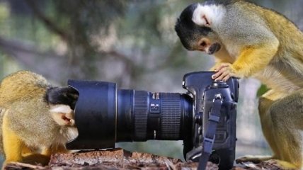 Животные, которые увлекаются фотографией (Фото)