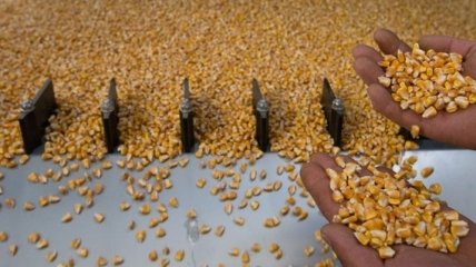 Минагро ожидает рекордный рожай кукурузы