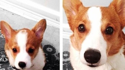 Улыбка до ушей: как взрослеют и меняются в размерах щенки в забавных снимках 