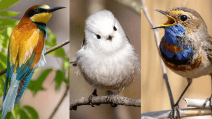 Этих птиц бердвотчерка Диана Цуканова сфотографировала в Киеве