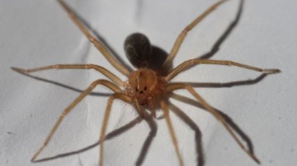 Обнаружен новый вид ядовитого паука (Фото)
