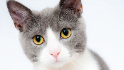Мягкие лапки и ласковые мордочки : 10 самых красивых кошек(Фото)