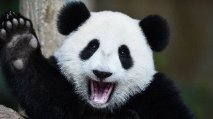 Вышел трейлер фильма о пандах, снятый в особом формате