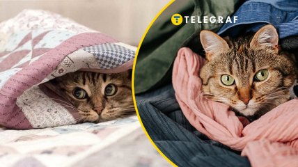Кошка прячется в одежде