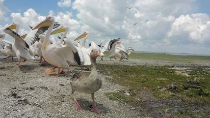 Свой среди чужих: спасенный одесситами гусь прижился в стае пеликанов (удивительные фото)