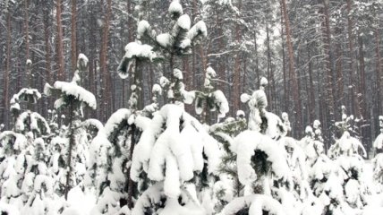 Прокуратура требует вернуть государству почти 7 га леса на Киевщине