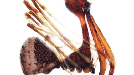 Ученые открыли 18 новых видов пауков-каннибалов