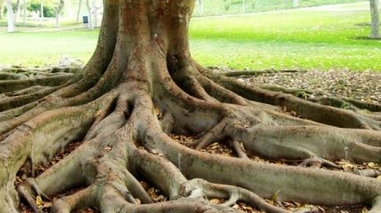 Ученые: Деревья общаются друг с другом с помощью корней
