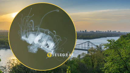 Медуза может испугать