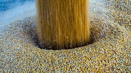 Украина готовится к экспорту кукурузы в США
