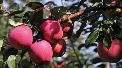 Советы огородникам: подкормки для плодовых деревьев и кустарников осенью