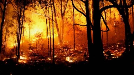 Во Франции горят 650 га горных лесов