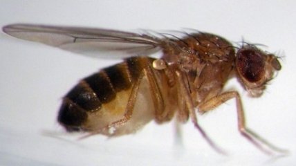Ученые: у мух-дрозофил обнаружен разделяющий виды "ген-изолятор"