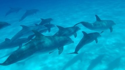 Израиль - Дельфиний риф на Красном море (Фото)