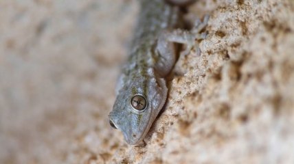Обнаружены останки доисторической саламандры