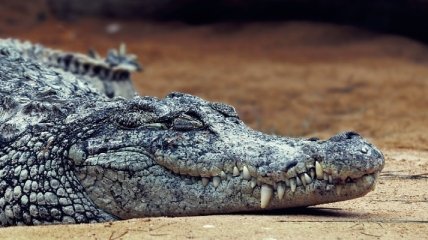 Крокодил Фиделя Кастро напал на мужчину в Швеции 