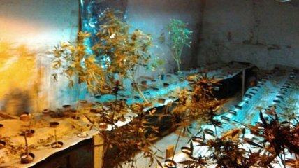 В Мариуполе обнаружили подпольную ферму с марихуаной