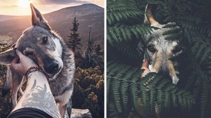 Снимки пса-путешественника в стиле "следуй за мной" покорили Instagram (Фото)