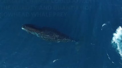 На камеру дрона заснят редкий гренландский кит 