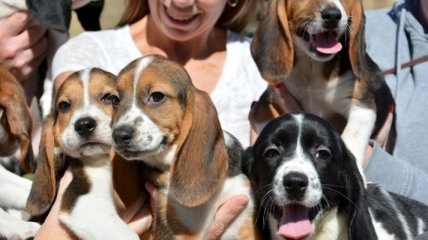 Первые в мире щенки из пробирки выведены в США (Видео) 