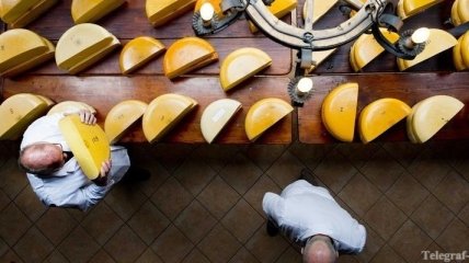 Сыр может стать причиной диабета