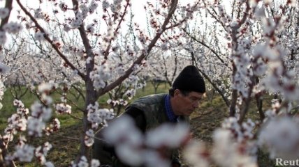 Морозы оставили без фруктов три района Крыма
