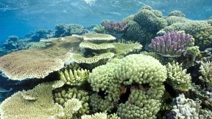 В Амазонке обнаружена неизвестная система коралловых рифов