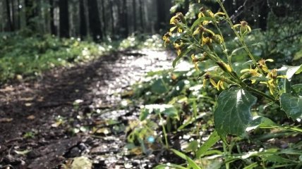 Вчені назвали найприємніший запах для людини