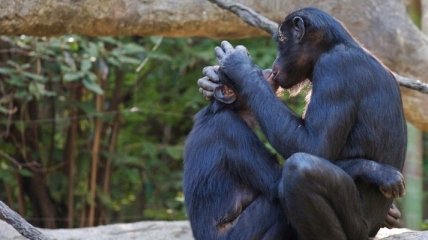 Маменькины сынки: матери самцов бонобо влияют на репродуктивный успех своих сыновей