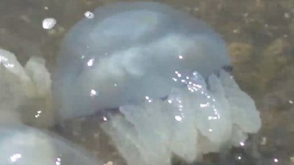 Побережье Азовского моря заполонили медузы (Видео)