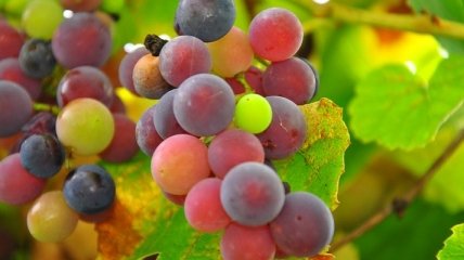 Чем полезно употребление винограда?