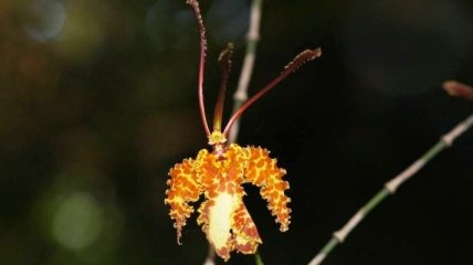 Красивый экзотический цветок в виде бабочки (Фото) 