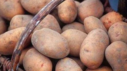 Клубни картофеля - часть украинских традиционных продуктов.