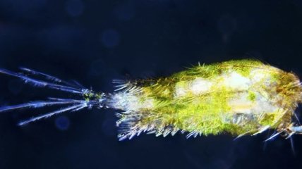 Ученые оправдали активность планктона (Видео)