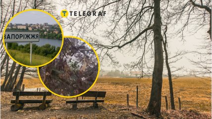 Посреди осени в Запорожье расцвели деревья вишни