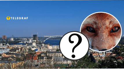 В Киеве заметили опасного хищника