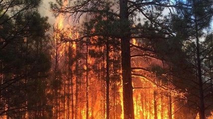 ГСЧС: 20 гектаров леса горит на Херсонщине