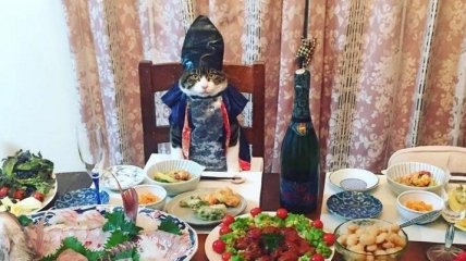 Если вы считаете себя странным человеком: Японка ежедневно наряжает кота к ужину