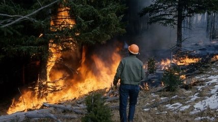 Создана новая модель лесных пожаров для контроля бедствия
