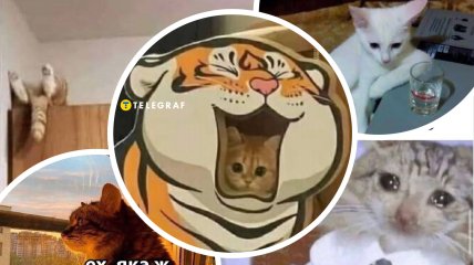 Мемы о котах