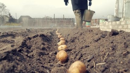 Чи можна на Великдень садити картоплю: посівний календар на квітень 2022