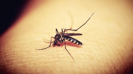 Ученые нашли способ защитить человека от комаров