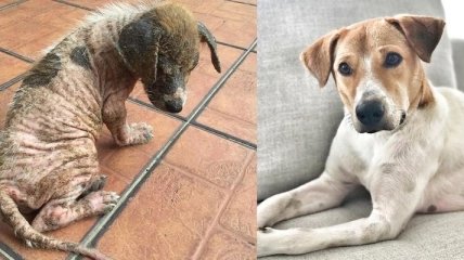 Милые животные "до и после" того, как они нашли свой дом и любящих хозяев (Фото)